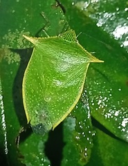 Loxa viridis