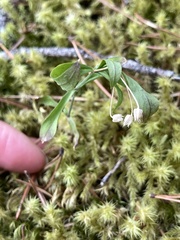 Moehringia macrophylla