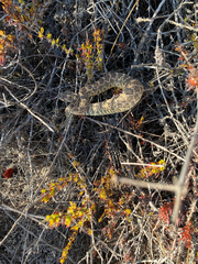 Crotalus oreganus helleri