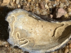 Serpulidae