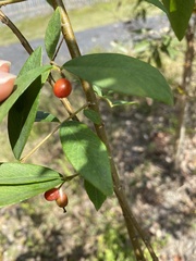 Wikstroemia indica