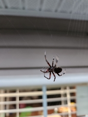 Neoscona domiciliorum