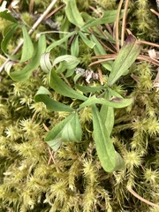 Moehringia macrophylla
