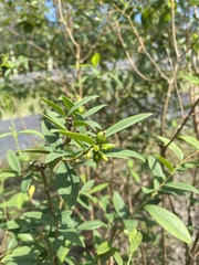 Wikstroemia indica