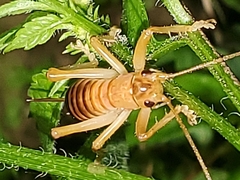 Camptonotus carolinensis