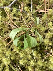 Moehringia macrophylla