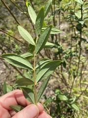 Wikstroemia indica