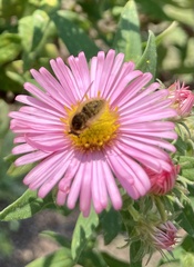 Sparnopolius confusus