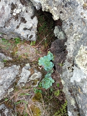 Echeveria secunda