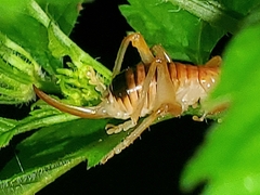 Camptonotus carolinensis