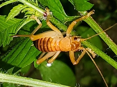 Camptonotus carolinensis