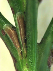 Lepidosaphes pallida