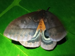 Automeris postalbida