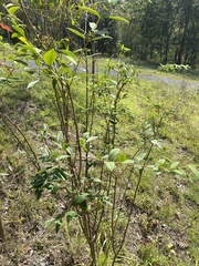 Wikstroemia indica