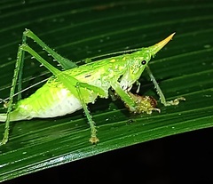 Copiphorini