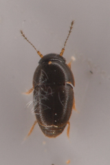 Ptiliidae