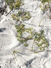 Euphorbia polygonifolia
