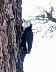 Dryobates albolarvatus
