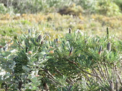 Banksia attenuata