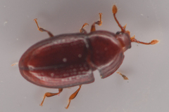 Mychocerus discretus