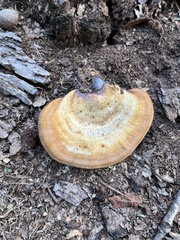 Ganoderma curtisii