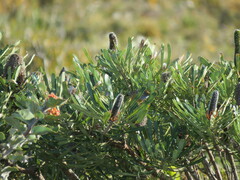 Banksia attenuata