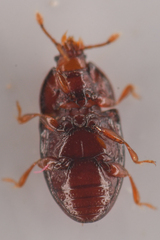 Mychocerus discretus