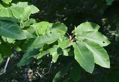 Magnolia fraseri