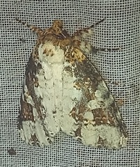Disphragis tharis