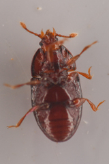 Mychocerus discretus