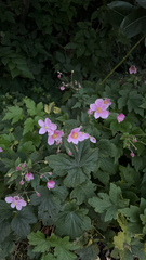 Eriocapitella hupehensis