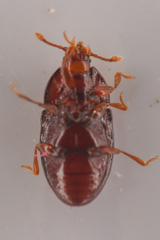 Mychocerus discretus