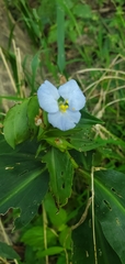 Commelina virginica