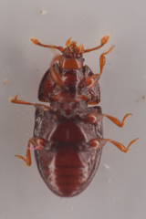 Mychocerus discretus