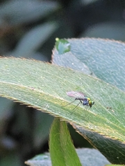 Condylostylus comatus