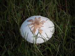 Chlorophyllum molybdites