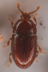 Mychocerus discretus