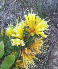 Lambertia echinata citrina
