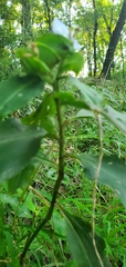 Commelina virginica