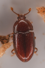 Mychocerus discretus