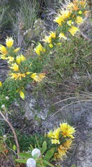 Lambertia echinata citrina