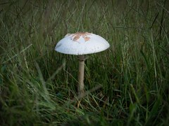 Chlorophyllum molybdites