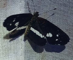 Castilia griseobasalis
