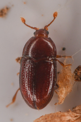 Mychocerus discretus
