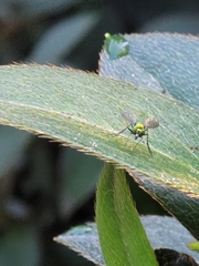 Condylostylus comatus