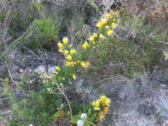 Lambertia echinata citrina