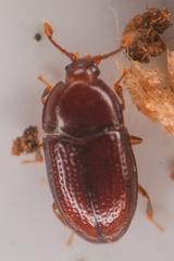 Mychocerus discretus