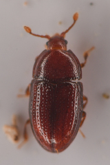 Mychocerus discretus