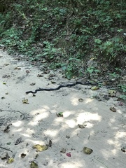 Masticophis flagellum flagellum