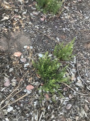 Baccharis sergiloides